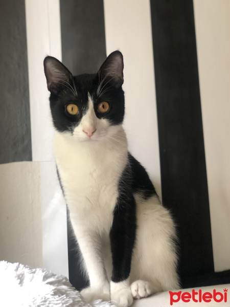Tuxedo (Smokin) Kedi, Kedi  Şanslı fotoğrafı
