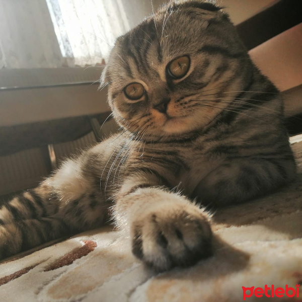 Scottish Fold, Kedi  Çakıl fotoğrafı