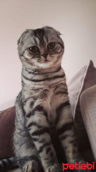 Scottish Fold, Kedi  Çakıl fotoğrafı