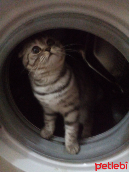 Scottish Fold, Kedi  Çakıl fotoğrafı