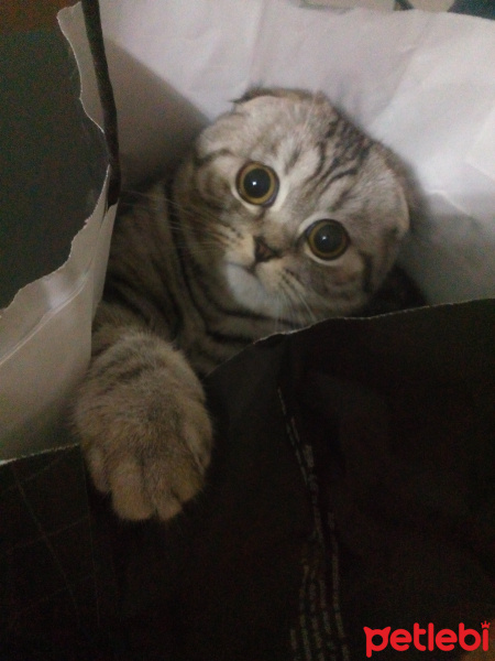 Scottish Fold, Kedi  Çakıl fotoğrafı