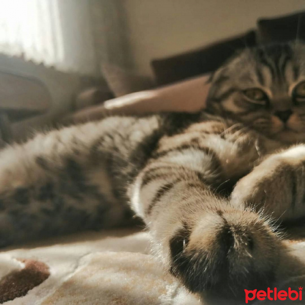 Scottish Fold, Kedi  Çakıl fotoğrafı