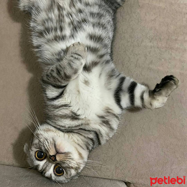Scottish Fold, Kedi  Çakıl fotoğrafı
