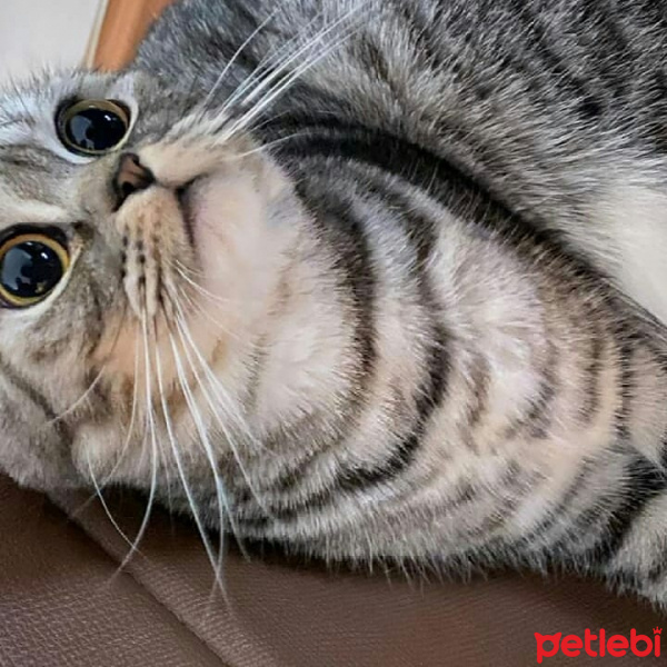 Scottish Fold, Kedi  Çakıl fotoğrafı
