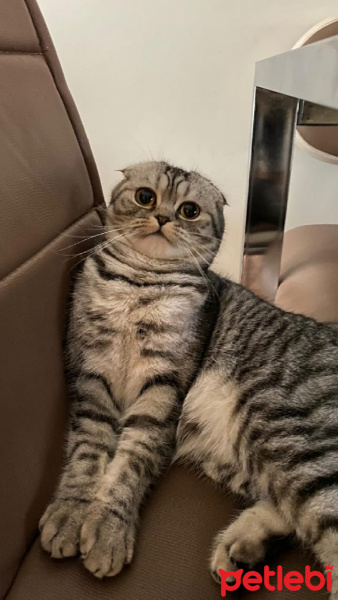 Scottish Fold, Kedi  Çakıl fotoğrafı