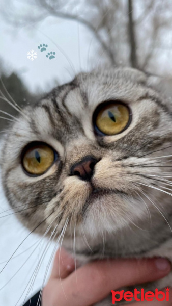 Scottish Fold, Kedi  Çakıl fotoğrafı