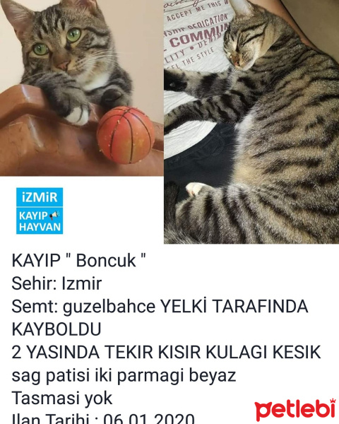 Tekir Kedi, Kedi  Boncuk fotoğrafı