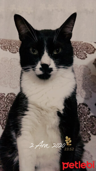 Tuxedo (Smokin) Kedi, Kedi  Zuman fotoğrafı