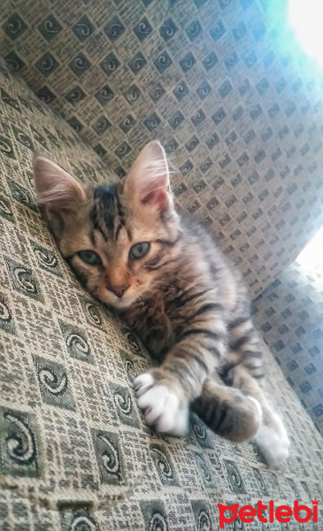 Tekir Kedi, Kedi  Minnak-Paşa fotoğrafı