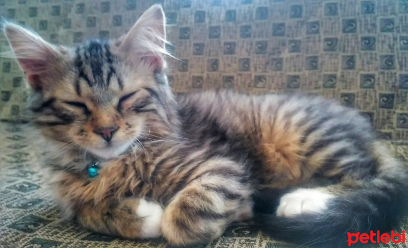 Tekir Kedi, Kedi  Minnak-Paşa fotoğrafı