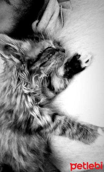 Tekir Kedi, Kedi  Minnak-Paşa fotoğrafı