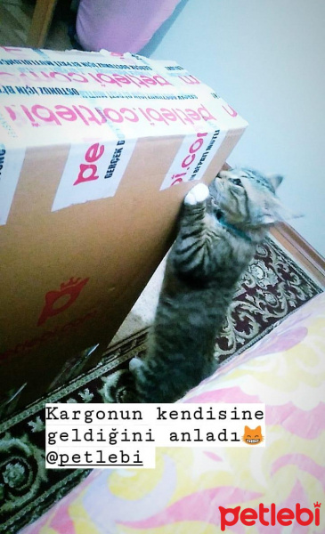 Tekir Kedi, Kedi  Minnak-Paşa fotoğrafı