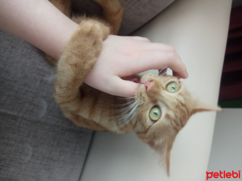 Sarman, Kedi  Milly fotoğrafı