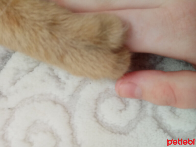 Sarman, Kedi  Milly fotoğrafı