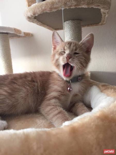 European Shorthair, Kedi  Luna  fotoğrafı