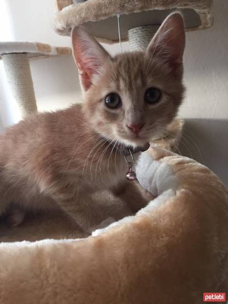 European Shorthair, Kedi  Luna  fotoğrafı