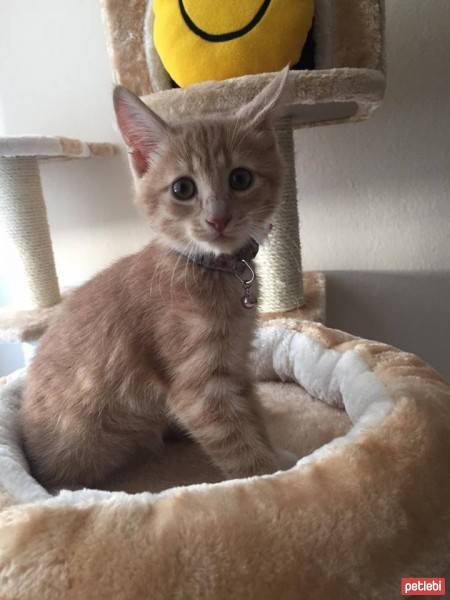 European Shorthair, Kedi  Luna  fotoğrafı