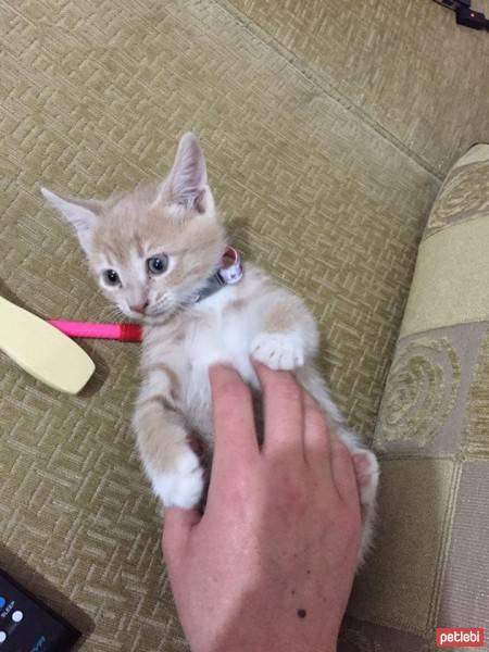 European Shorthair, Kedi  Luna  fotoğrafı