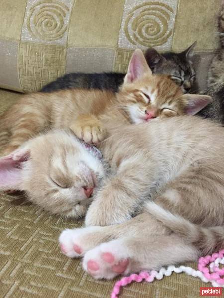 European Shorthair, Kedi  Luna  fotoğrafı