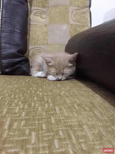 European Shorthair, Kedi  Luna  fotoğrafı