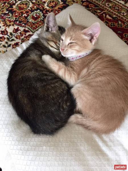 European Shorthair, Kedi  Luna  fotoğrafı