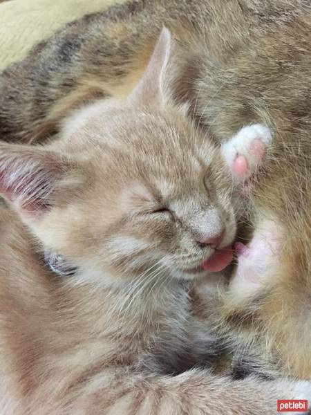 European Shorthair, Kedi  Luna  fotoğrafı