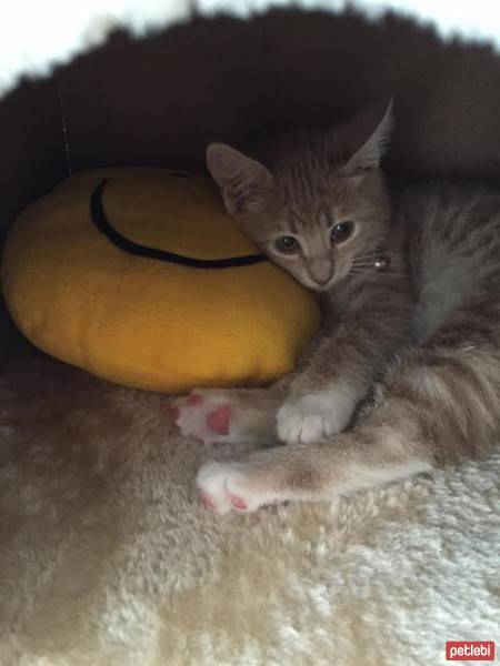 European Shorthair, Kedi  Luna  fotoğrafı