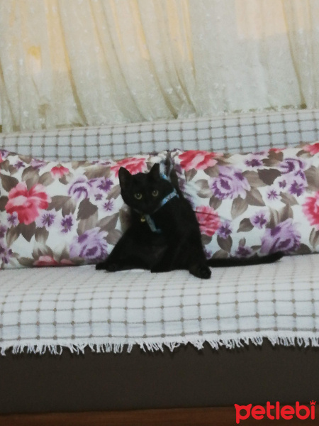 Bombay, Kedi  Gölge fotoğrafı
