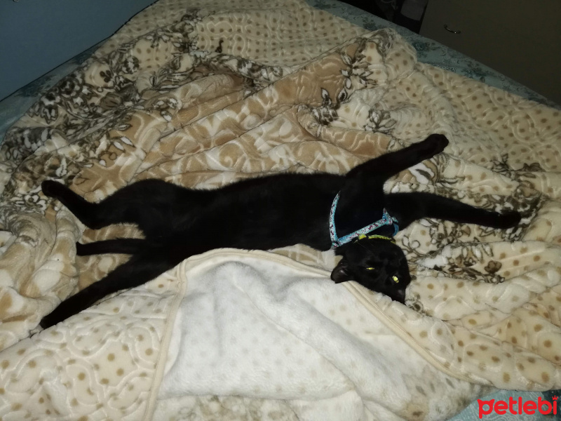 Bombay, Kedi  Gölge fotoğrafı