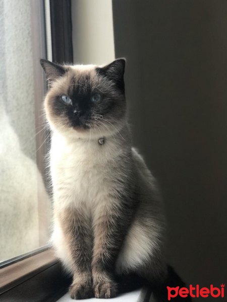 British Shorthair, Kedi  Eyşan fotoğrafı
