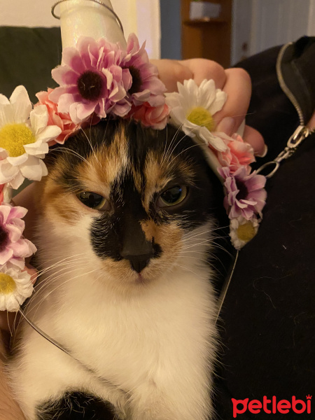Tekir Kedi, Kedi  PigletSu fotoğrafı