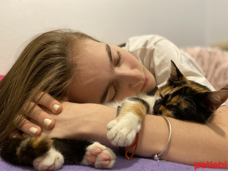 Tekir Kedi, Kedi  PigletSu fotoğrafı
