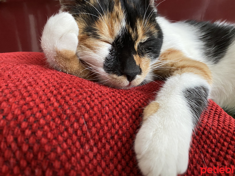 Tekir Kedi, Kedi  PigletSu fotoğrafı