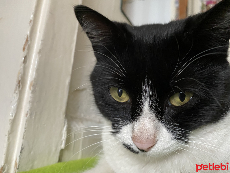 Tekir Kedi, Kedi  Kivi fotoğrafı