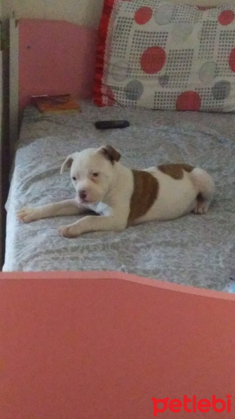 Amerikan Staffordshire Terrier, Köpek  Ares fotoğrafı