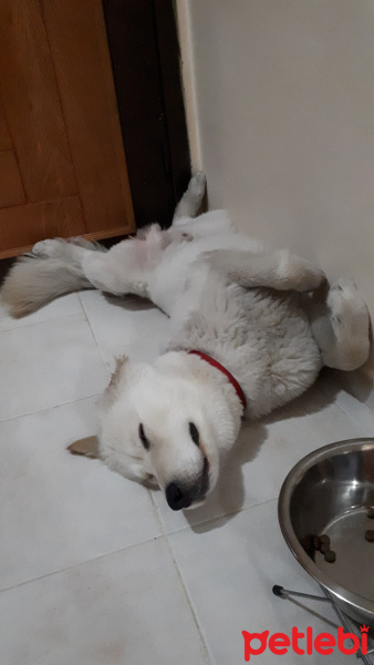 Samoyed, Köpek  Paşa fotoğrafı