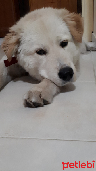 Samoyed, Köpek  Paşa fotoğrafı