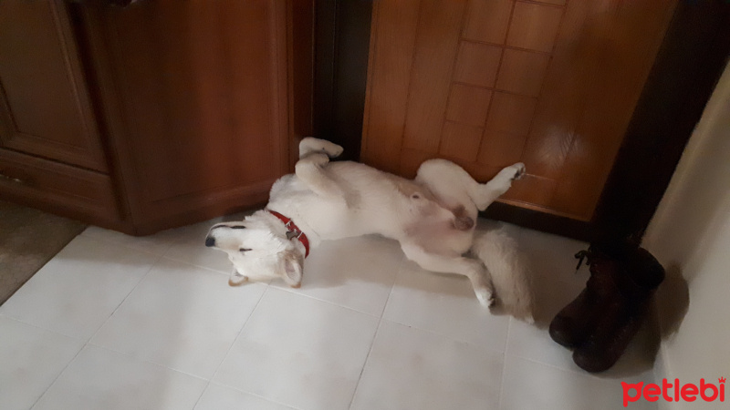 Samoyed, Köpek  Paşa fotoğrafı