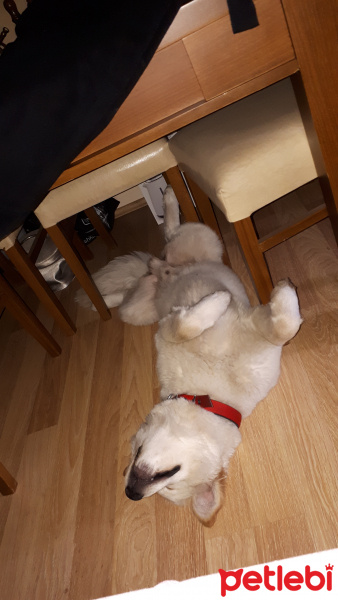 Samoyed, Köpek  Paşa fotoğrafı