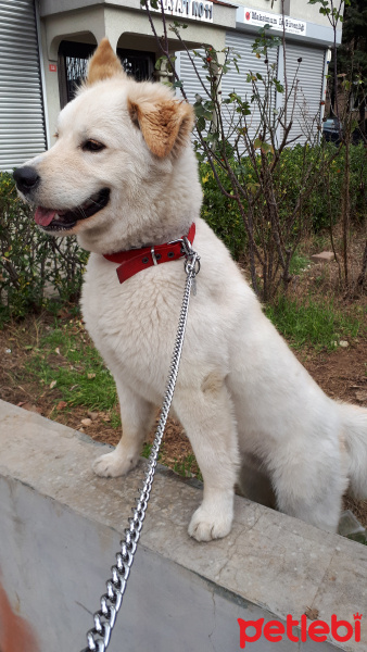 Samoyed, Köpek  Paşa fotoğrafı