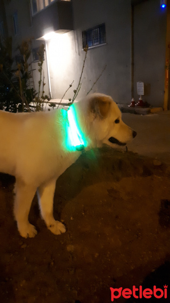Samoyed, Köpek  Paşa fotoğrafı