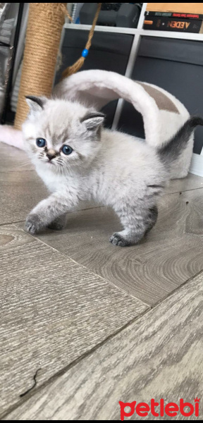 Exotic Shorthair, Kedi  Gofret fotoğrafı