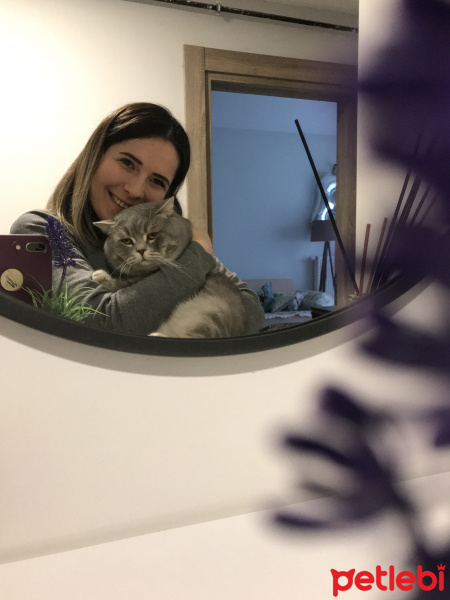 British Shorthair, Kedi  Sufle fotoğrafı