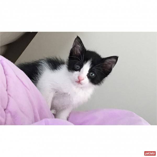 Tekir Kedi, Kedi  Minik fotoğrafı