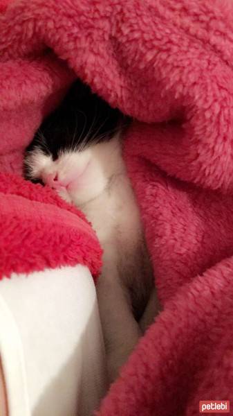 Tekir Kedi, Kedi  Minik fotoğrafı