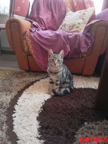 Bengal, Kedi  Minnoş fotoğrafı