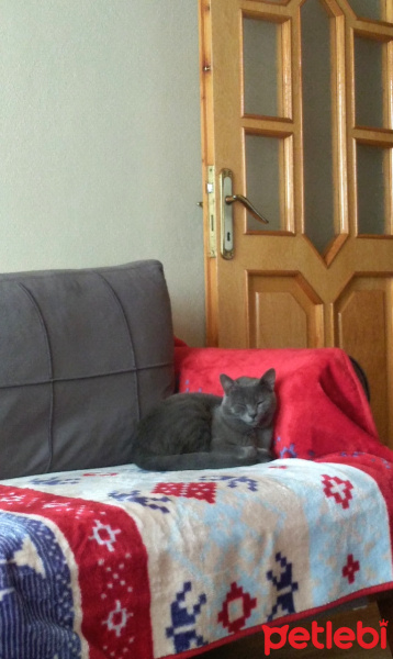 British Shorthair, Kedi  Duman fotoğrafı