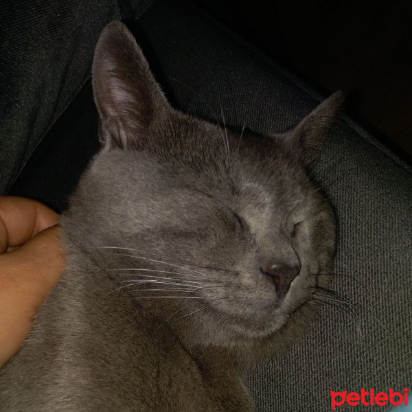 British Shorthair, Kedi  Duman fotoğrafı