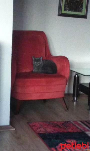 British Shorthair, Kedi  Duman fotoğrafı