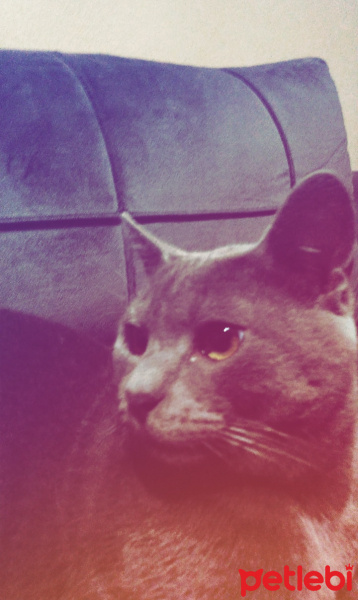 British Shorthair, Kedi  Duman fotoğrafı